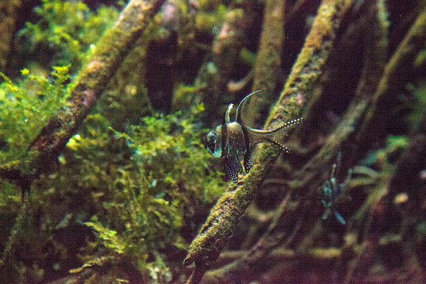 泗水玫瑰鱼