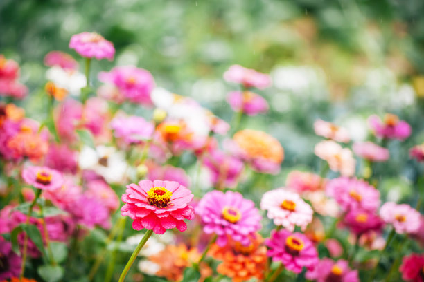 雏菊