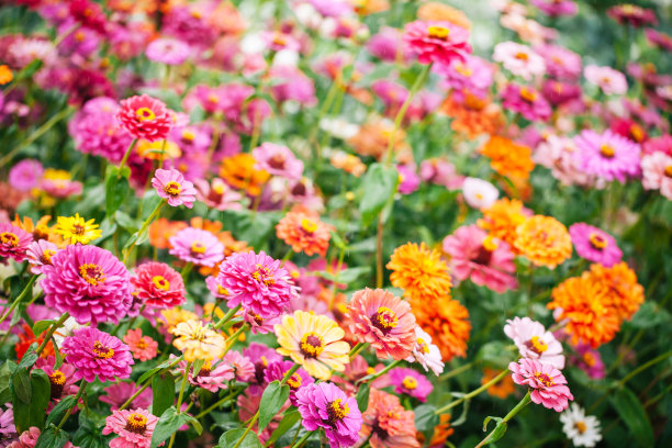雏菊