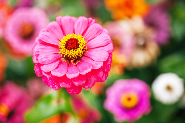 雏菊