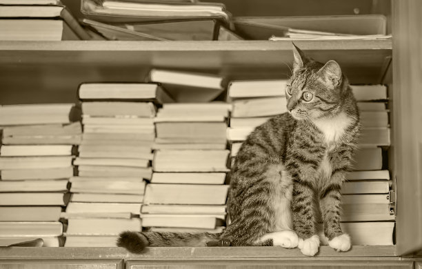 小猫