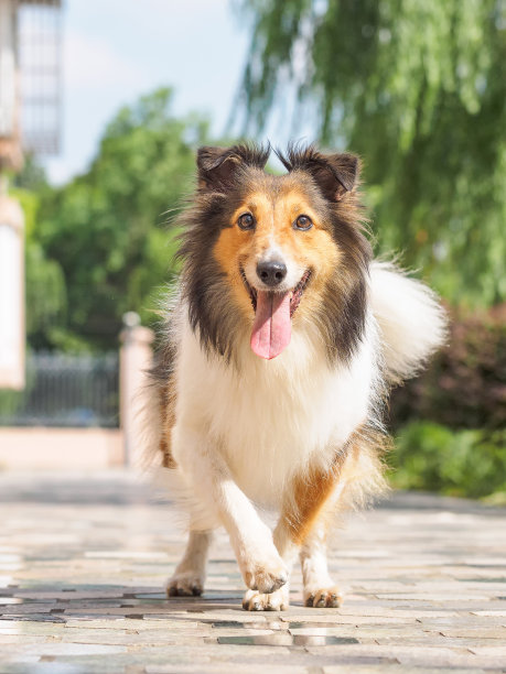 喜乐蒂牧羊犬
