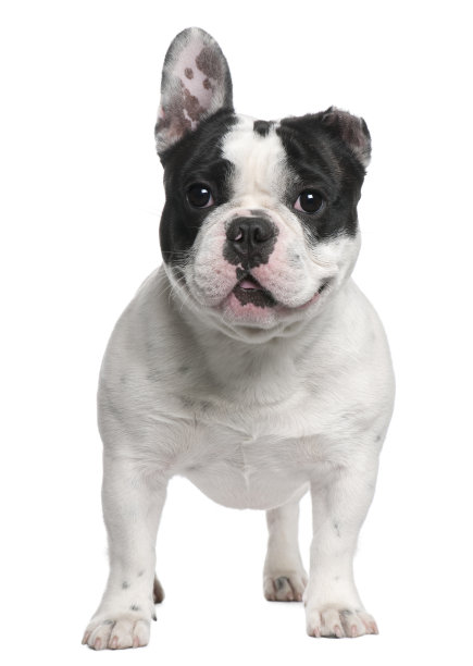 斗牛犬