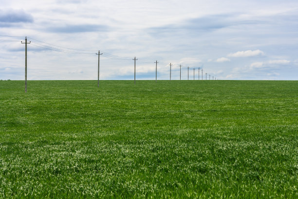 绿油油的麦田里,一根根电线杆伸向远方阴云密布的天空
