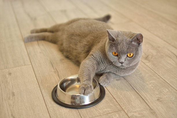 短毛猫