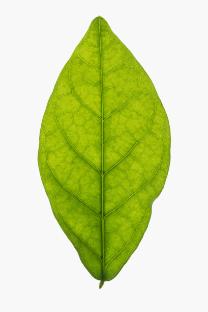 茉莉花叶子孤立在白色的背景