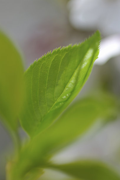 吉野樱花