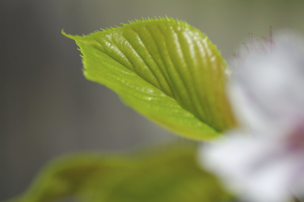 吉野樱花