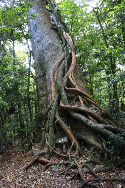 屋久岛