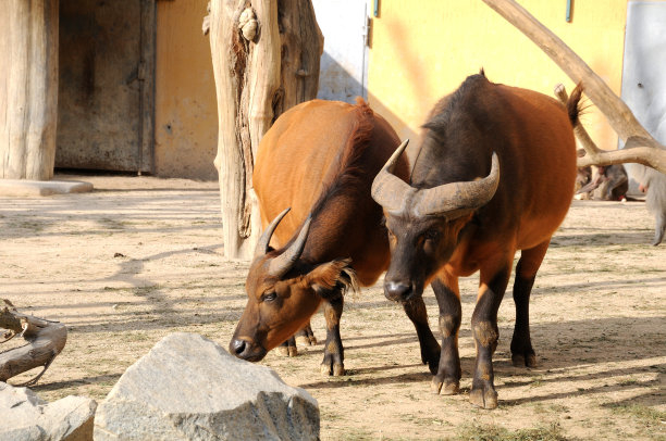 非洲森林水牛