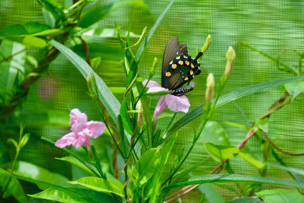 蝴蝶,南卡罗来纳