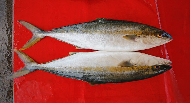 刺鲅