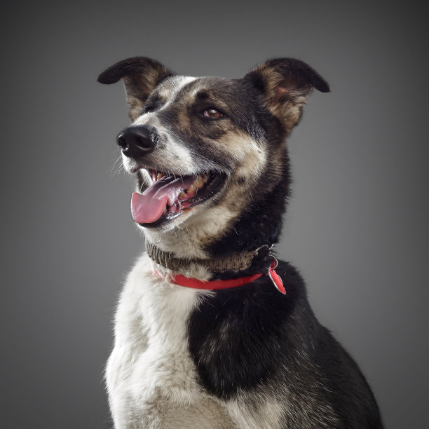 可爱搞笑的狗狗是2018年的象征，在灰色背景下伸出舌头微笑
