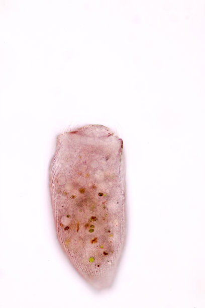 单细胞生物
