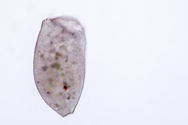 单细胞生物