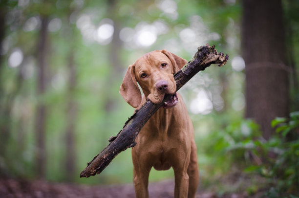 纯种犬