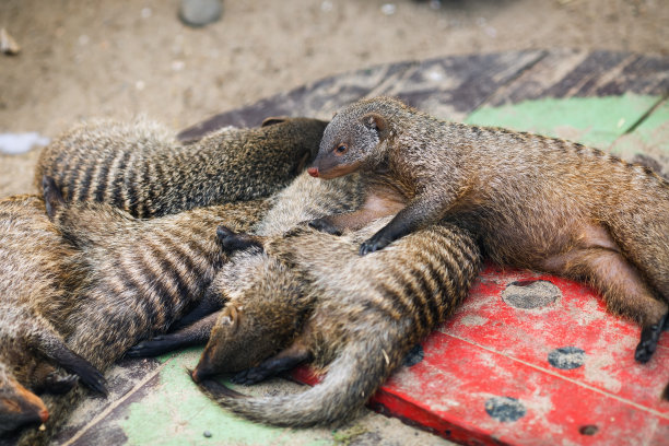 非洲獴