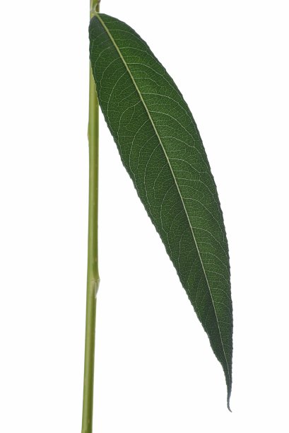 嫩枝