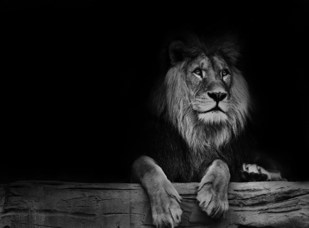 黑白海报狮子