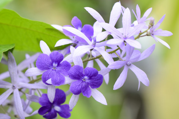 蓝花藤