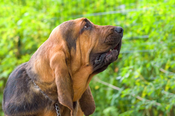 纯血猎犬