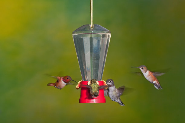 四只蜂鸟在一个小型花蜜喂食器周围盘旋