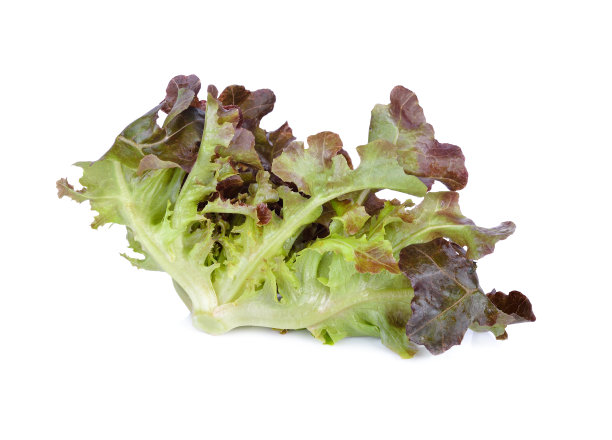 红橡树涡苣