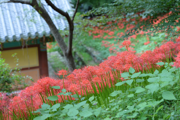 佛寺夏日鲜花