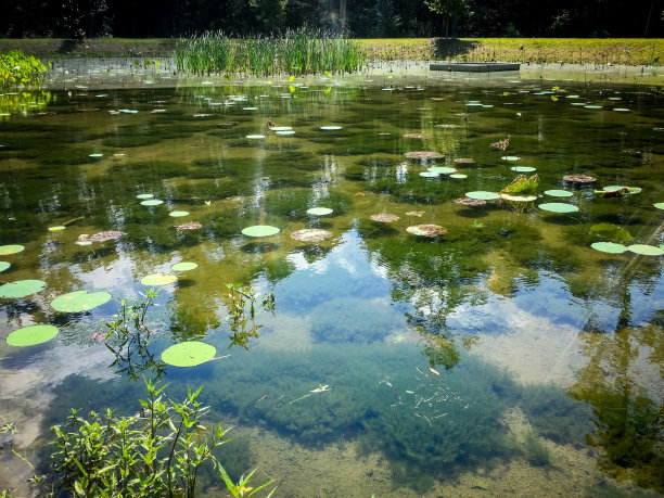 绿色的荷叶池塘