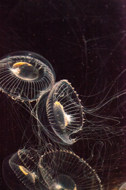 生物发光