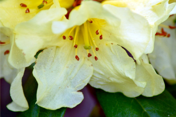 黄色的杜鹃花的花