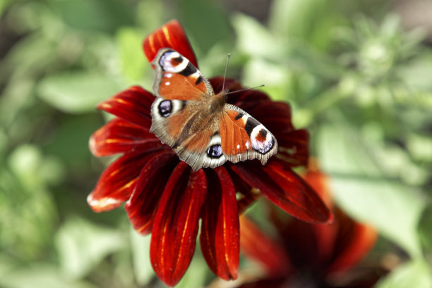 红色大丽花上蝴蝶鳞翅目的特写。