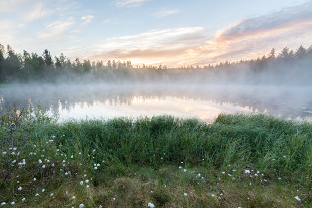 雾蒙蒙的早晨在森林池塘
