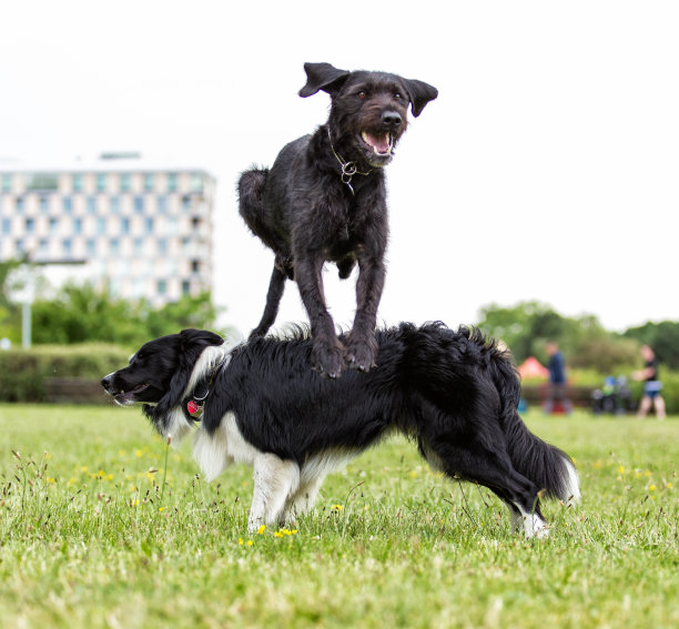 柯利牧羊犬