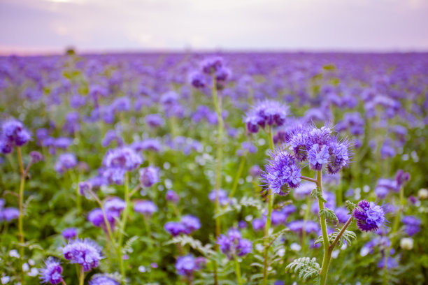 艾菊