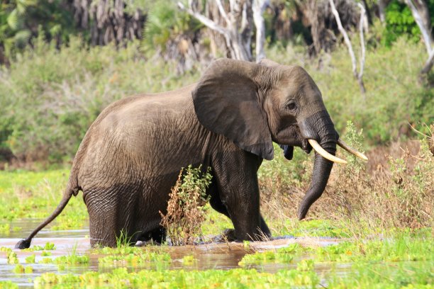 坦桑尼亚塞洛斯国家公园的大象