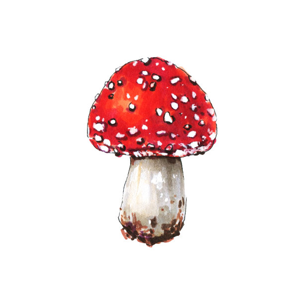 毒蝇菇