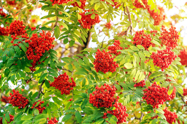 花楸浆果