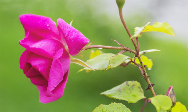 花簇