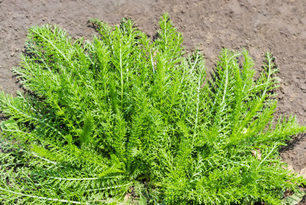 多年生植物