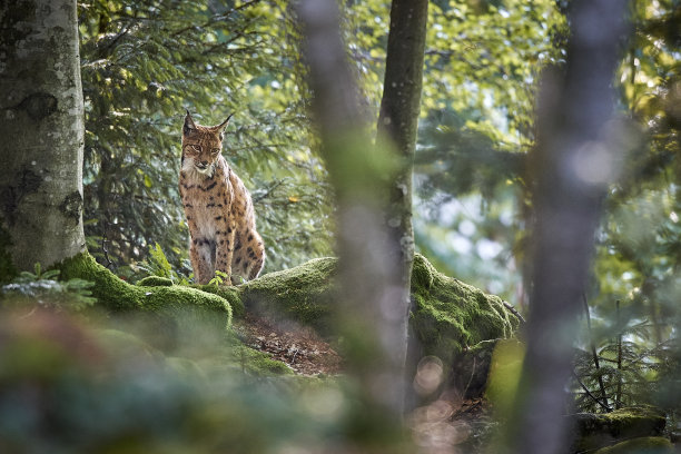 山猫