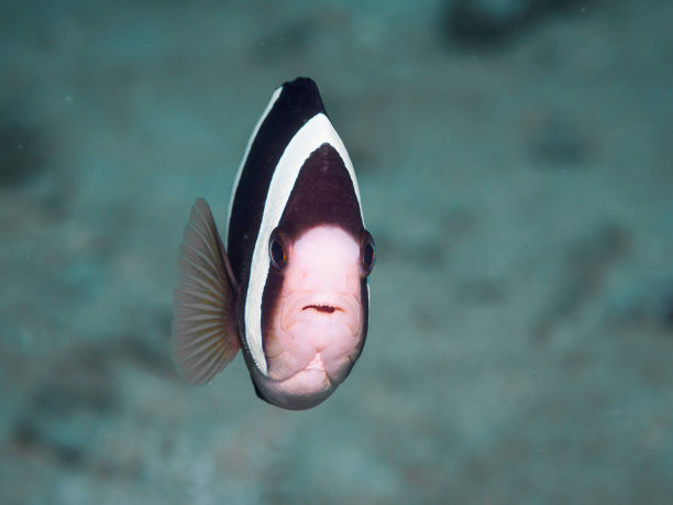 海葵
