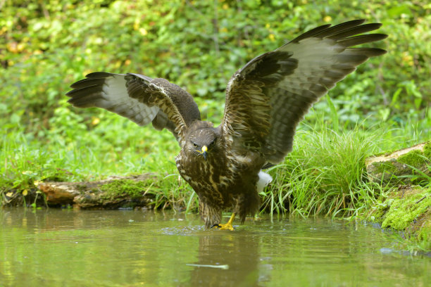 秃鹰(Buteo Buteo)