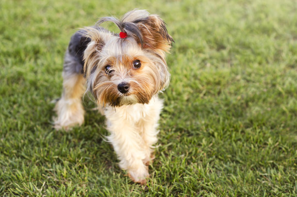 约克郡犬