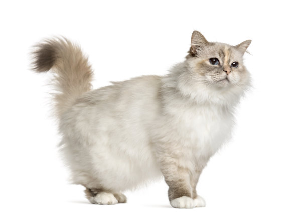 纯种猫