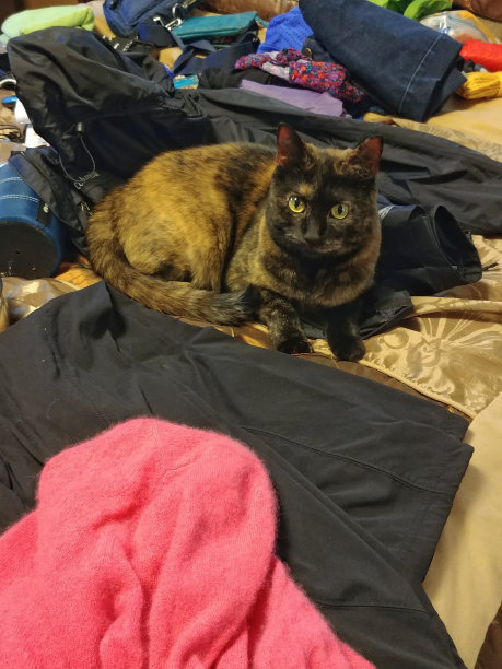 打包手提箱去度假，猫躺在床上的衣服