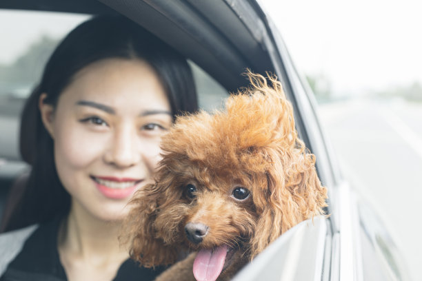 透过车窗看到一个年轻快乐的女人带着一只泰迪狗