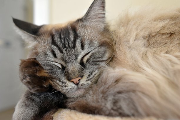 长毛猫