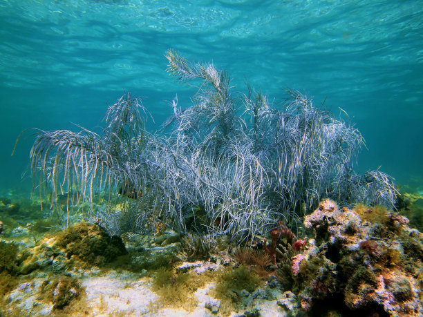 海羽
