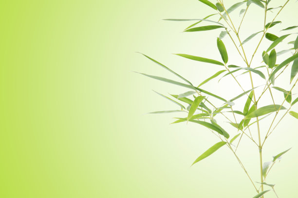 竹叶背景.美丽的图片和拷贝空间.